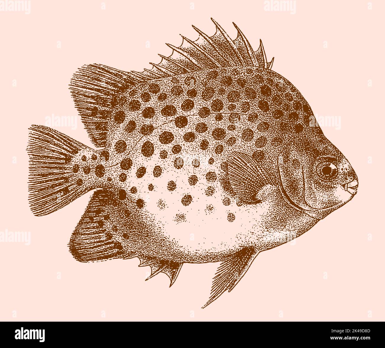 Scat scatophagus argo macchiato, pesce marino velenoso in vista laterale Illustrazione Vettoriale