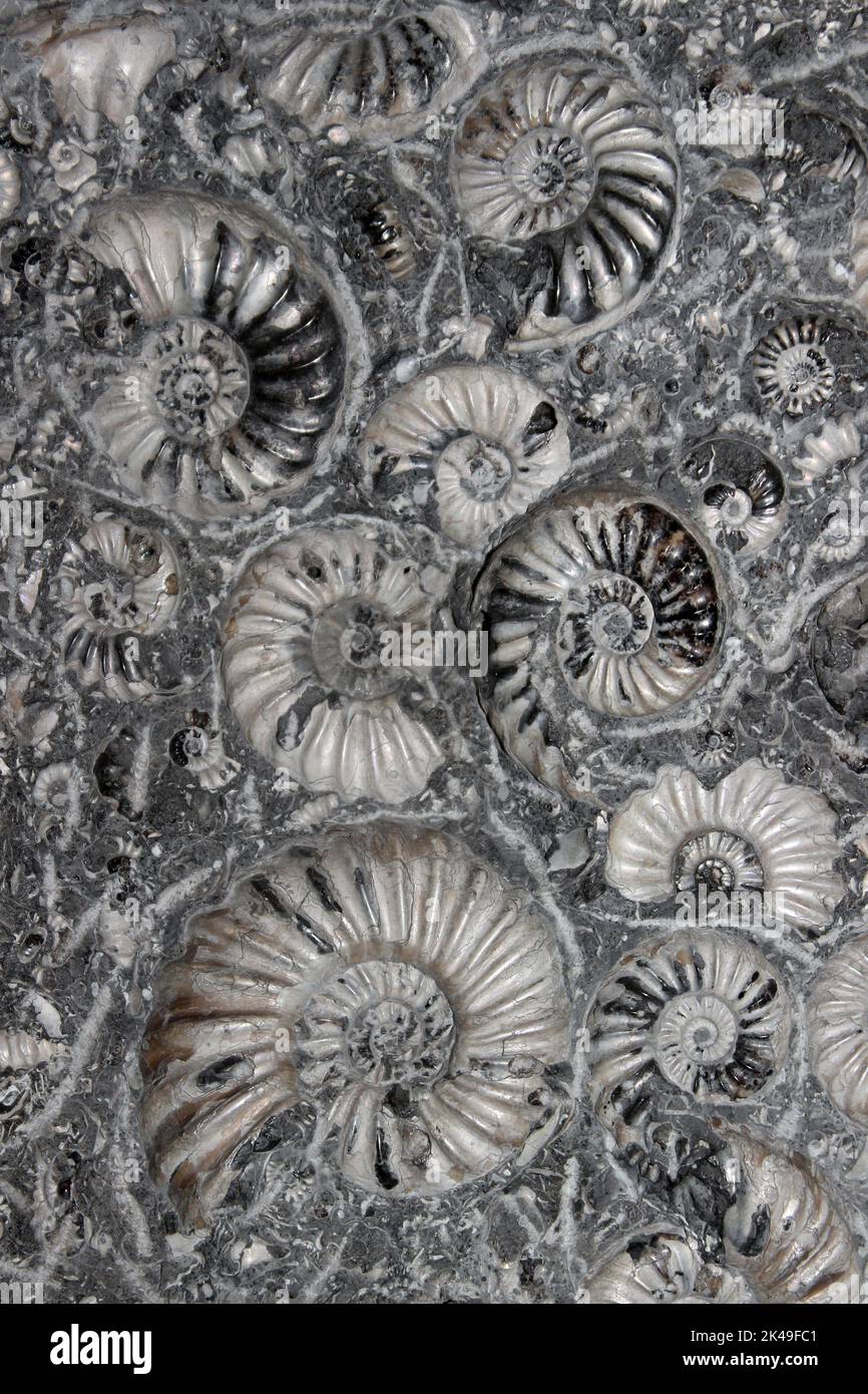 Marston Magna Fossil Ammonmes - Asteroceras blakei & Promoceras planicosta Foto Stock