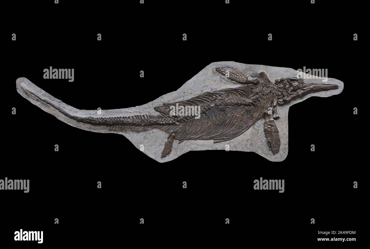 Ichthyosaurus communis Foto Stock