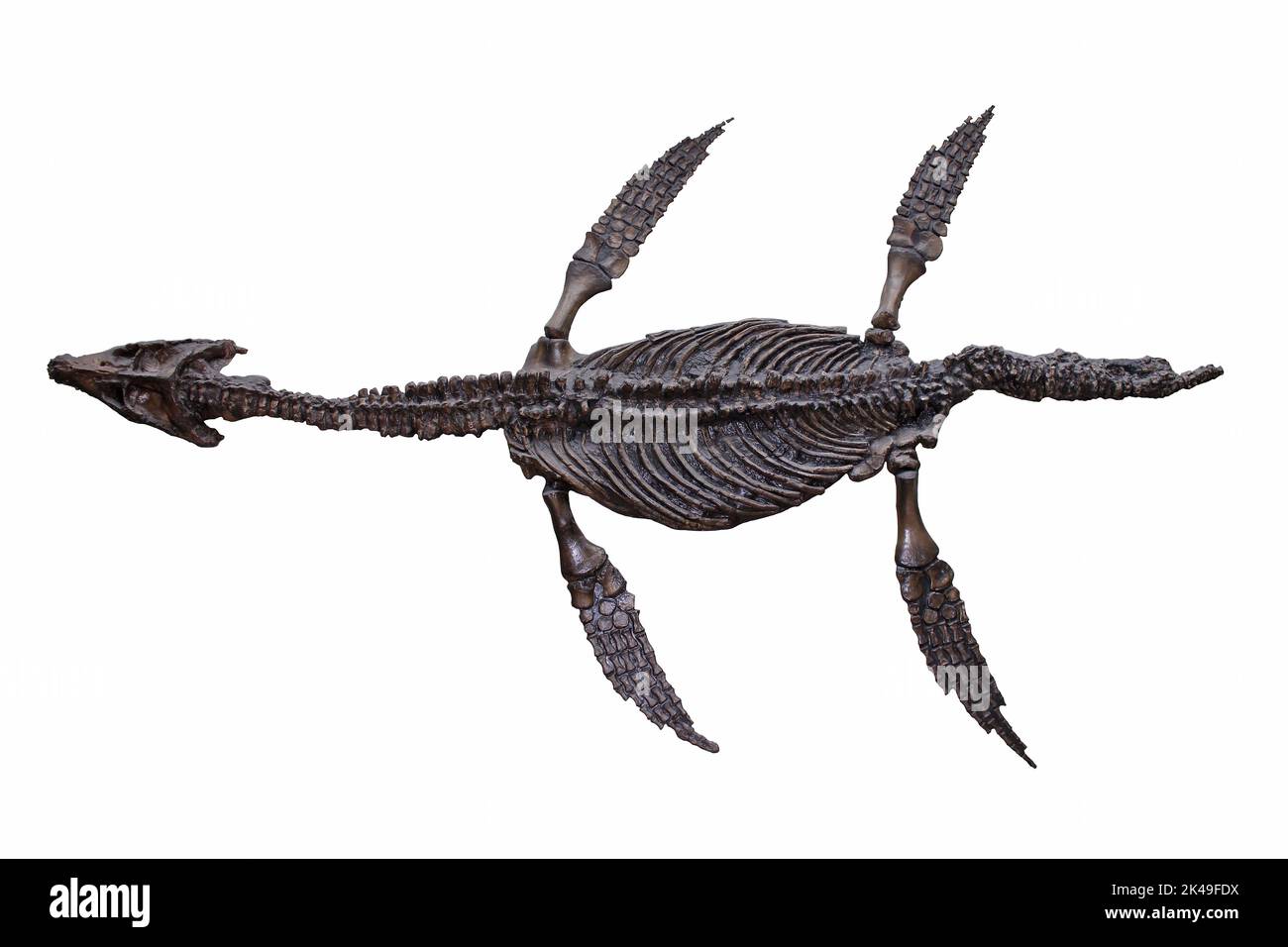 Pliosaur - Rhomaleosaurus ramptoni Foto Stock