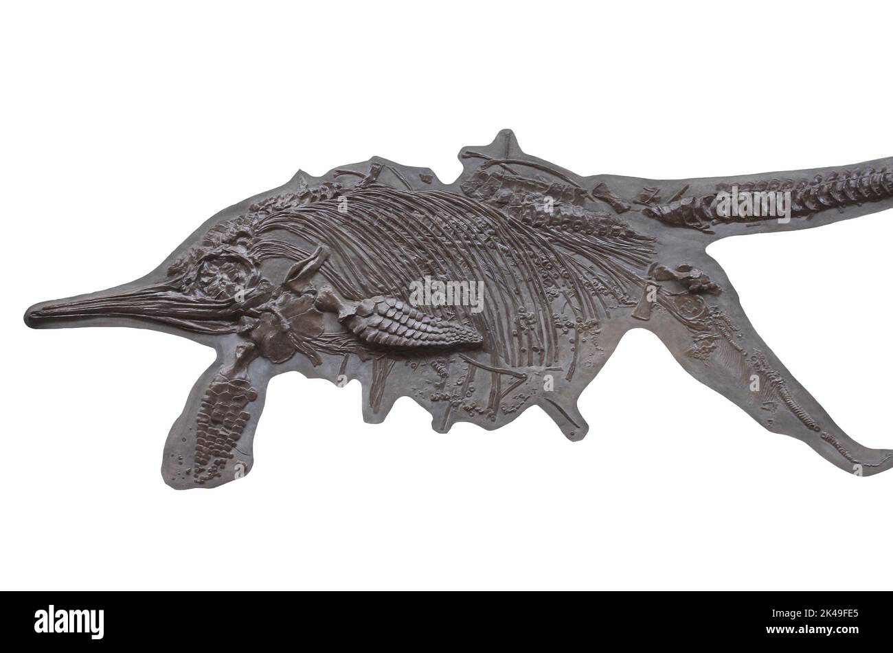 Ichthyosaur - Stenopterygius quadriscosus Foto Stock