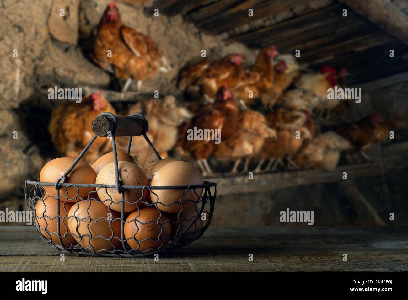 uova di pollo in cestello di metallo sul tavolo con galline sul roost Foto Stock