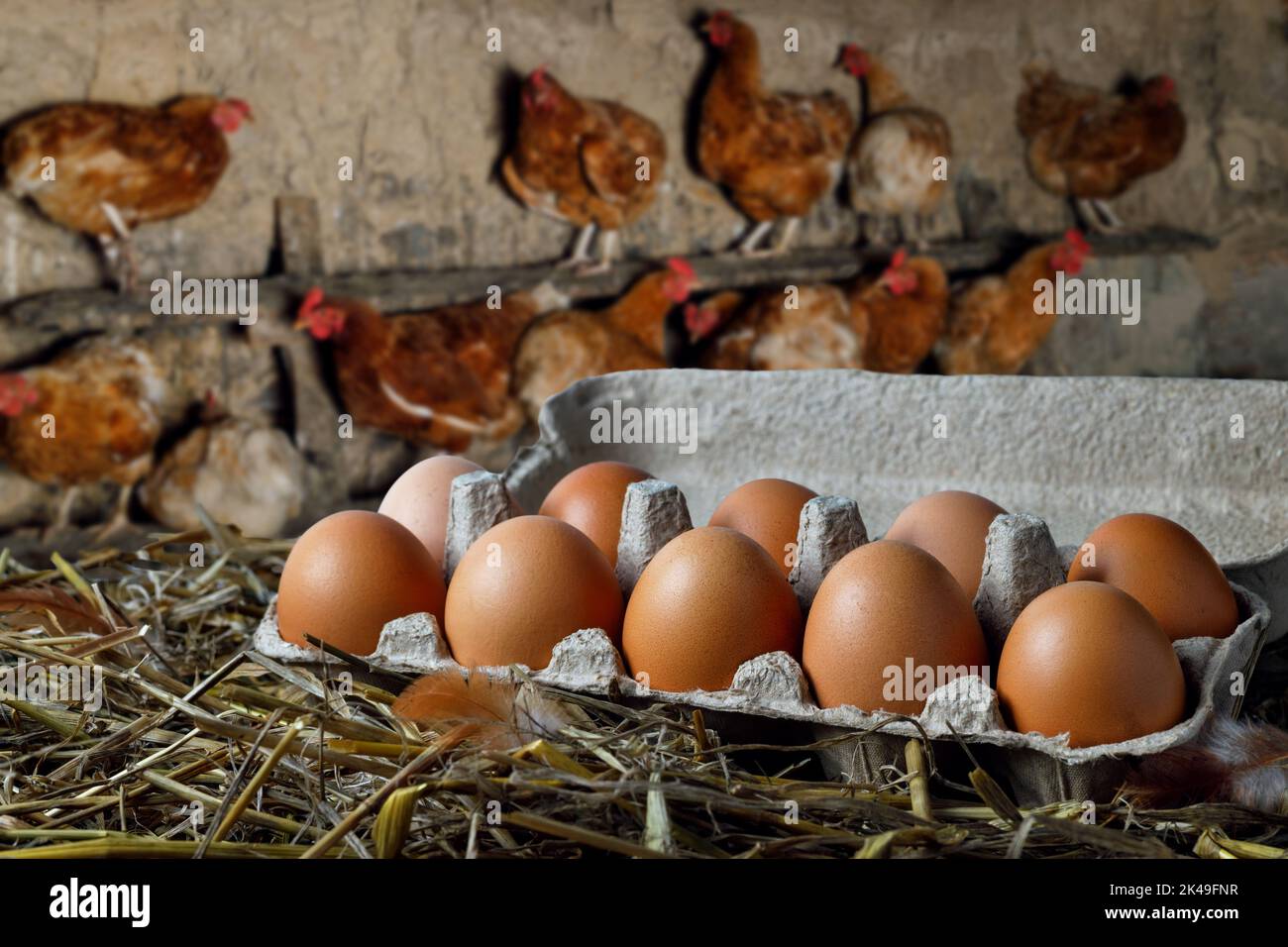 scatola di cartone con uova di pollo in fieno e galline sul roost come sfondo Foto Stock