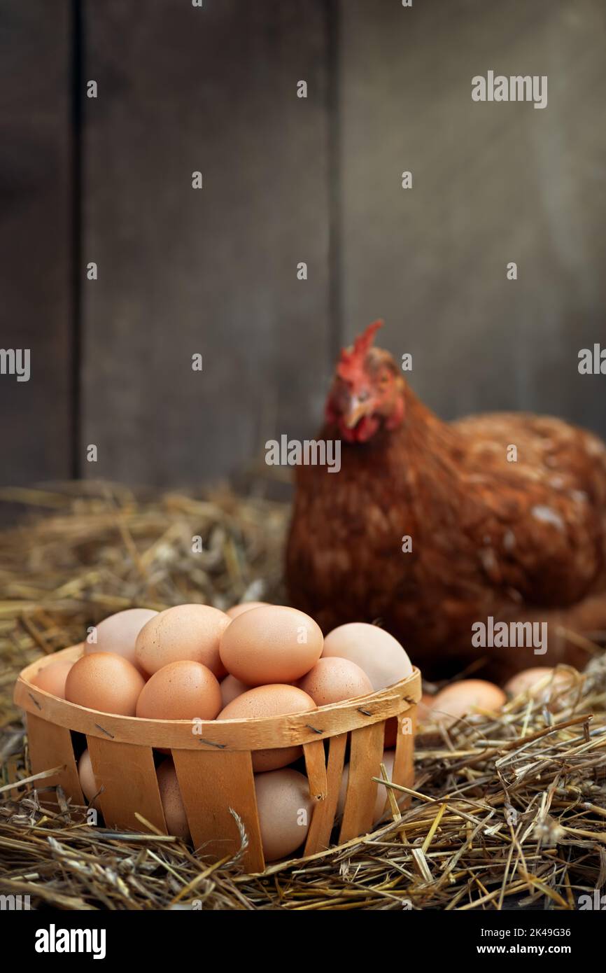 uova in gabbia con pollo rosso in paglia secca all'interno di un henhouse di legno Foto Stock