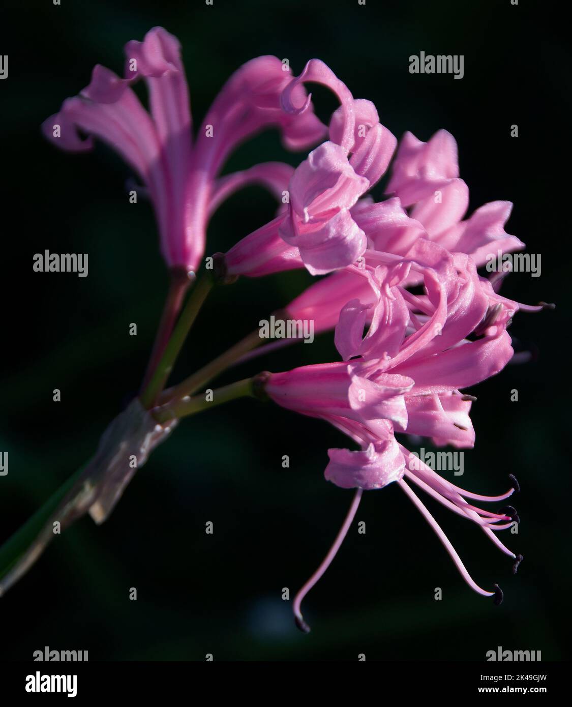 Nerine bowdenii Foto Stock