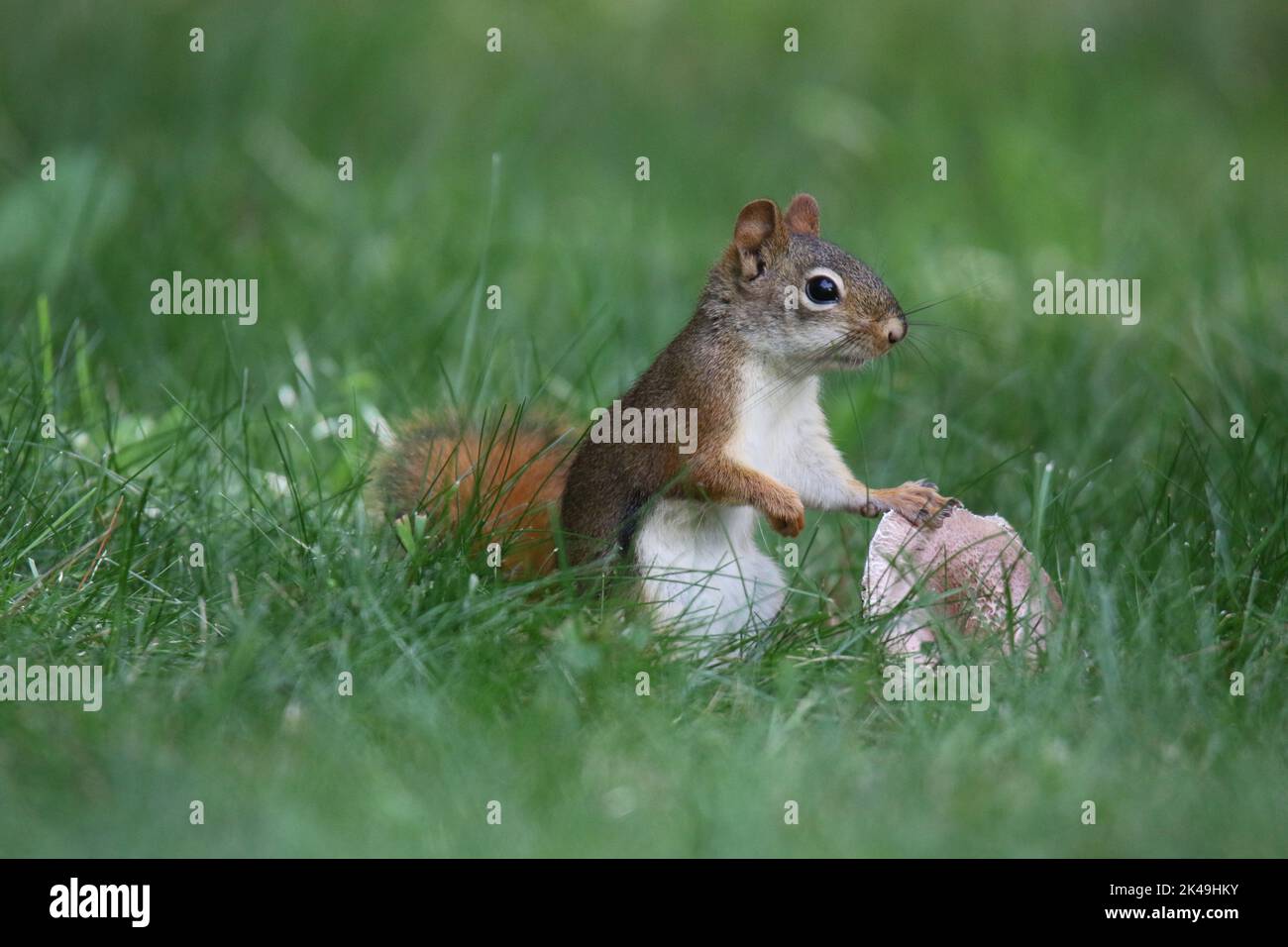 Scoiattolo rosso Tamiasciurus hudsonicus fuori foraging per il cibo in erba in un cortile posteriore in autunno Foto Stock