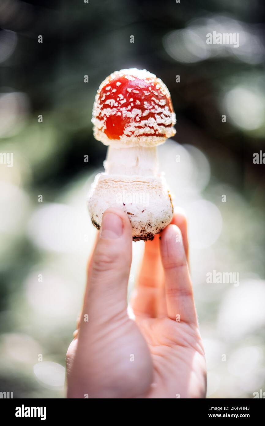 Fly agaric (Amanita muscari), bel fungo tossico allucinogeno testa rossa in mano uomo primo piano Foto Stock