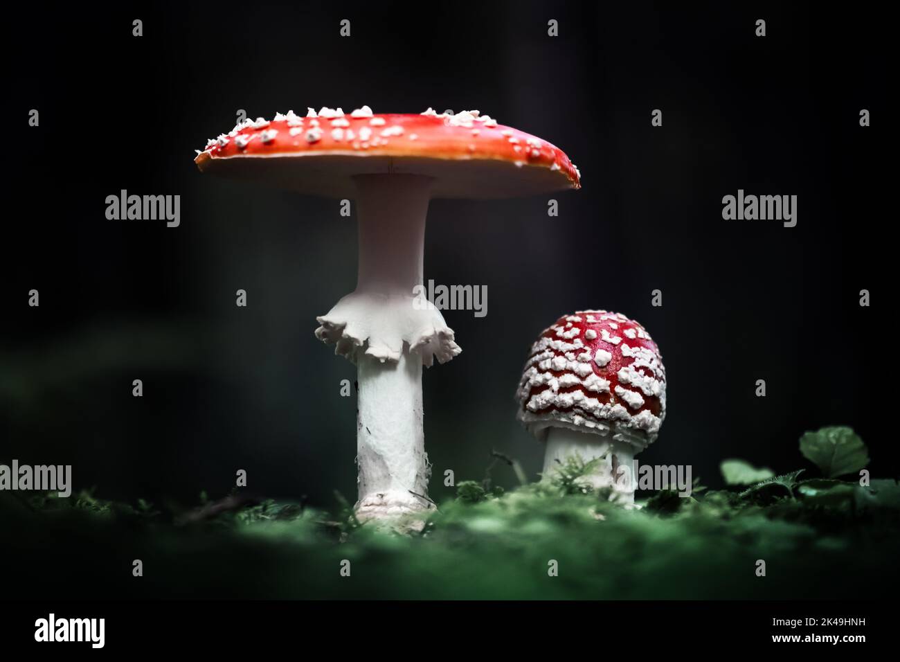 Fly agaric (Amanita muscari), bellissimo fungo tossico allucinogeno testa rossa in primo piano foresta scura Foto Stock