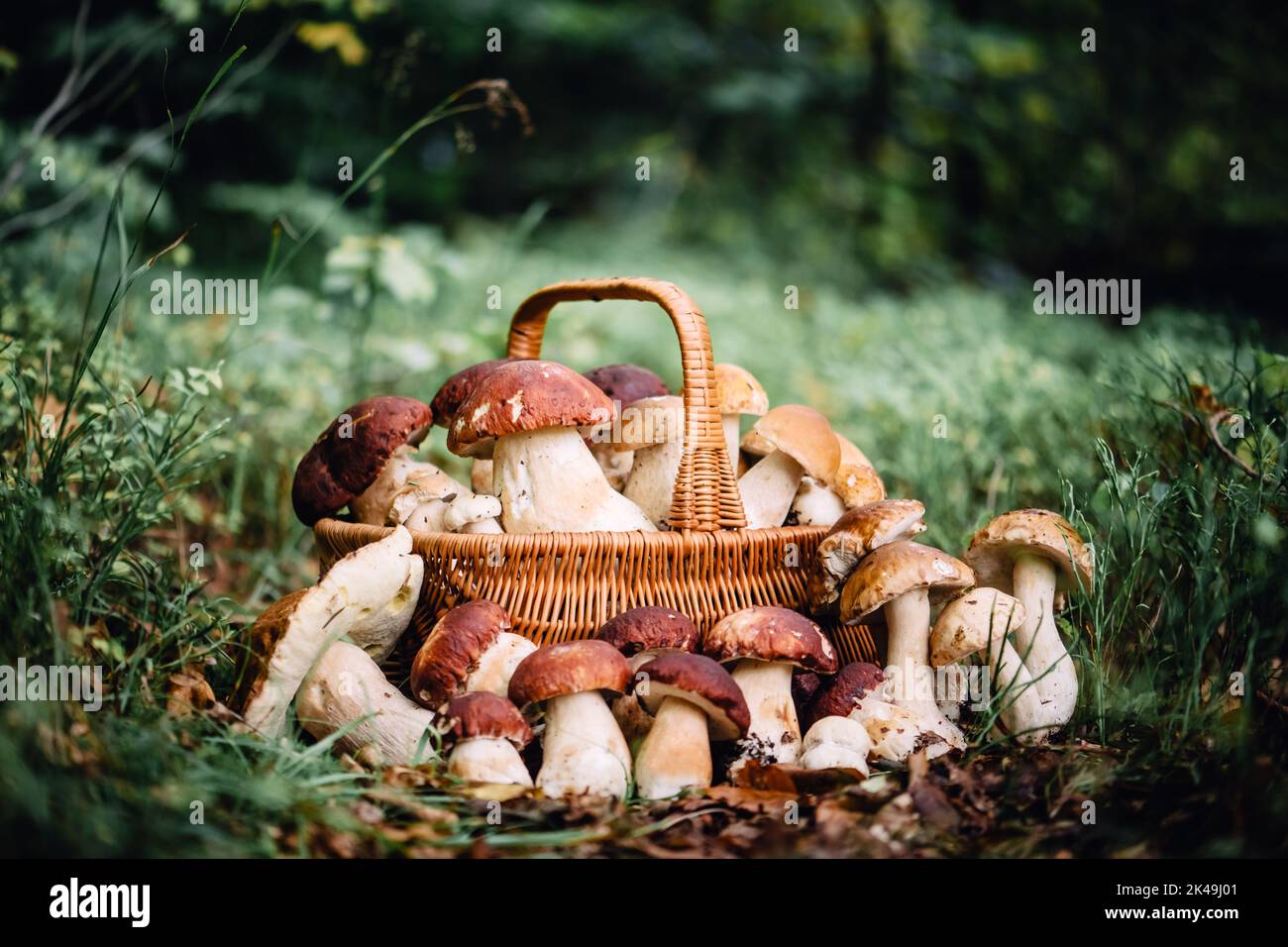 Cestino con funghi bianchi commestibili. Boletus edulis. Raccogliere porcini in foresta Foto Stock