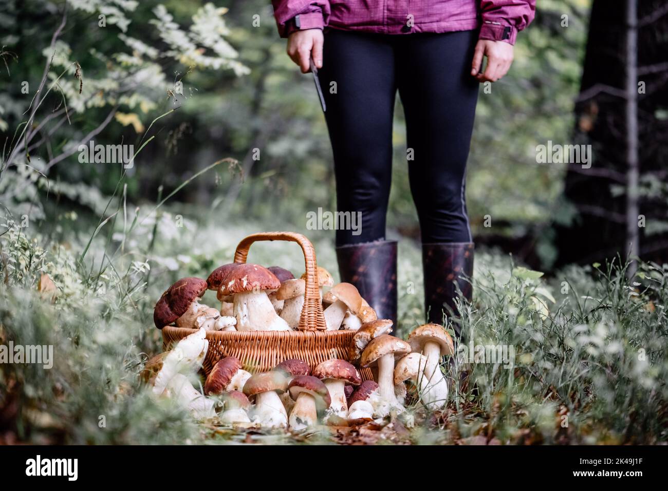 Cestino con funghi bianchi commestibili. Boletus edulis. Raccogliere porcini in foresta Foto Stock