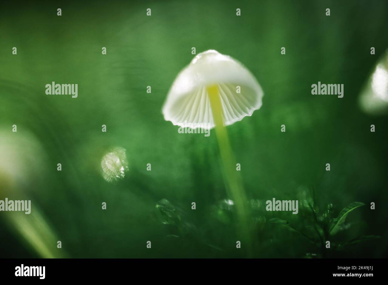 Bellissimo scatto macro di un singolo fungo di foresta in muschio. Macro fotografia naturalistica Foto Stock