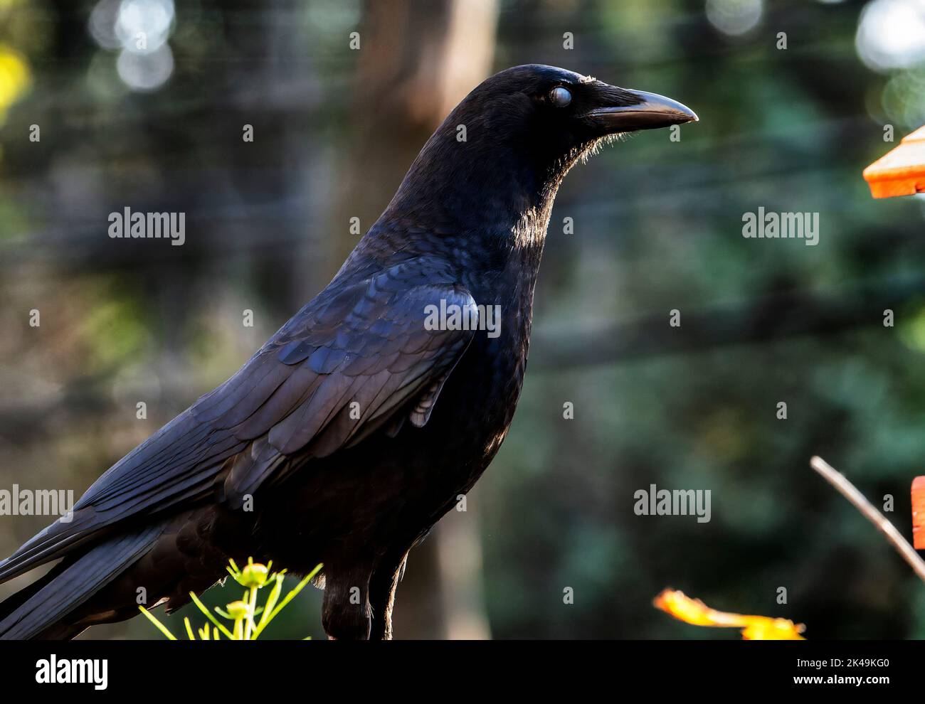 Grande uccello nero viene visitando il giardino Foto Stock