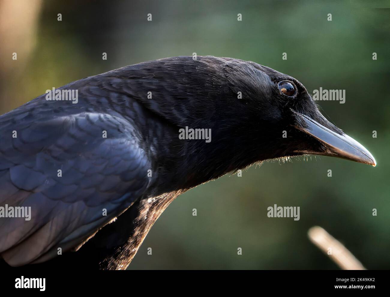 Grande uccello nero viene visitando il giardino Foto Stock