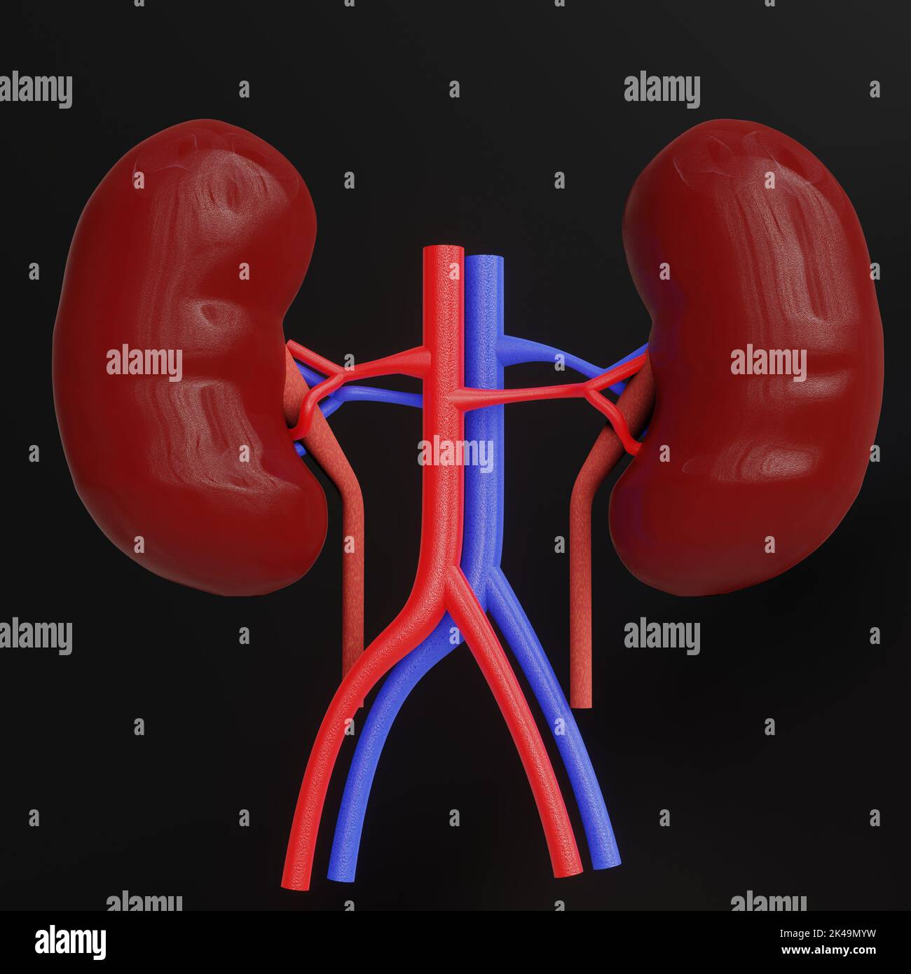 Anatomia dei reni umani immagine di rendering 3D nera isolata concetto di immagine del sistema urinario Foto Stock