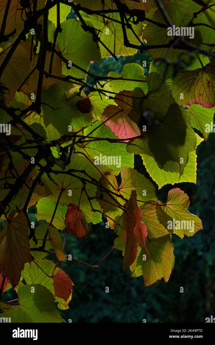 In autunno, la luce del sole evidenzia Crimson Glory Vine foglie a forma di cuore con motivi e texture. Foto Stock