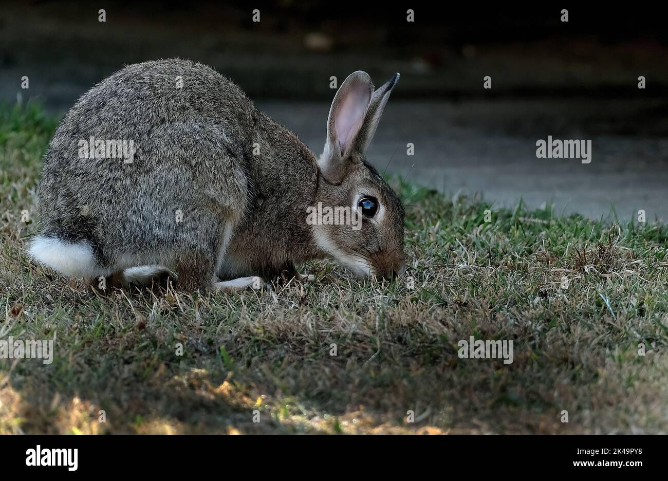 I conigli, noti anche come conigli o conigli conigliati, sono piccoli mammiferi della famiglia Leporidae dell'ordine Lagomorfa. Foto Stock