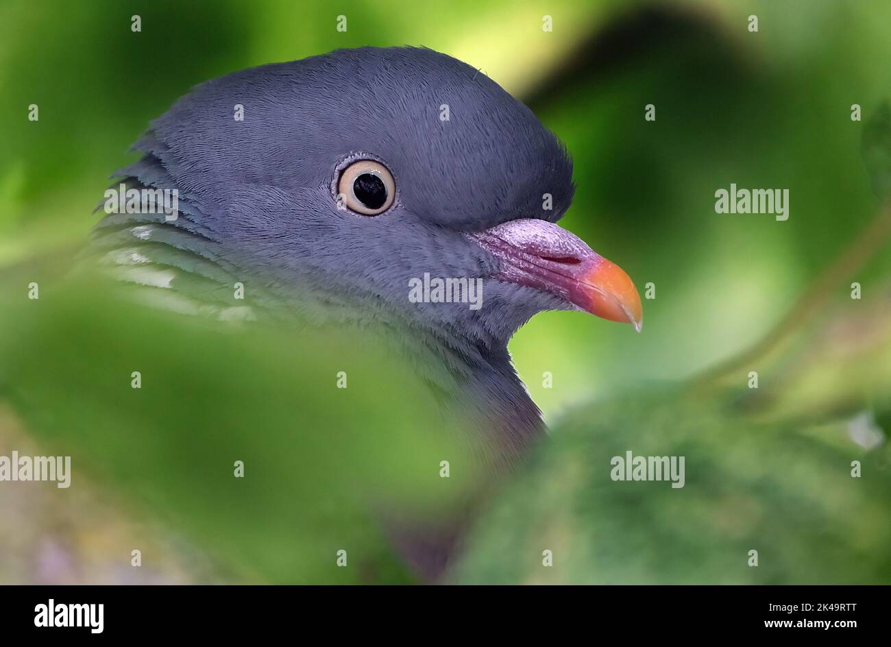 Wooppigeon nascosto nell'albero sul sito di campeggio costiero del Regno Unito. Foto Stock