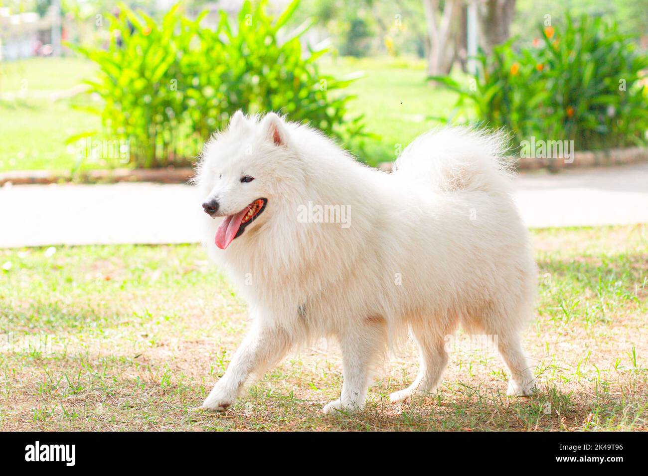 Razza di cane Samoyed su sfondo verde erba Foto Stock