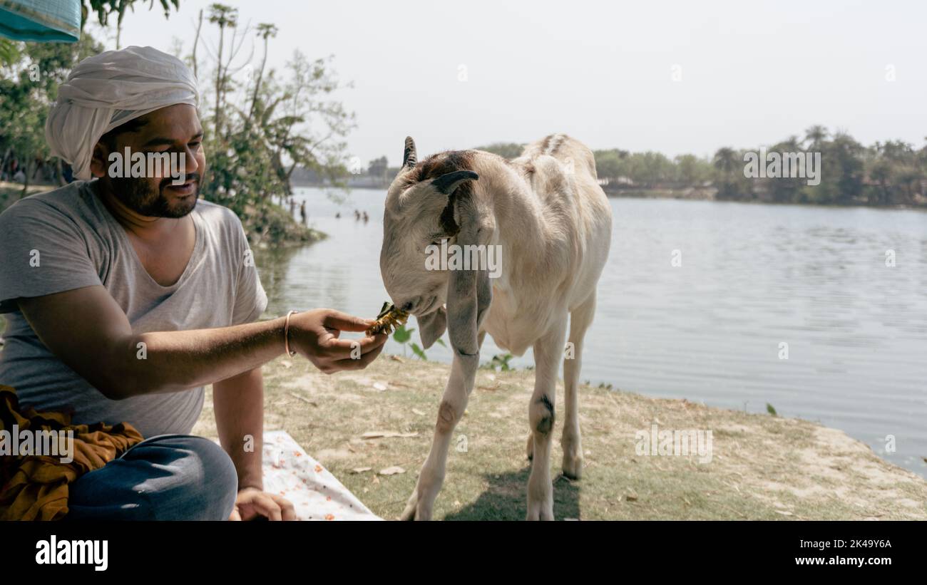 Un santo sta alimentando una capra. Una razza avanzata di capra del Bangladesh. Foto Stock