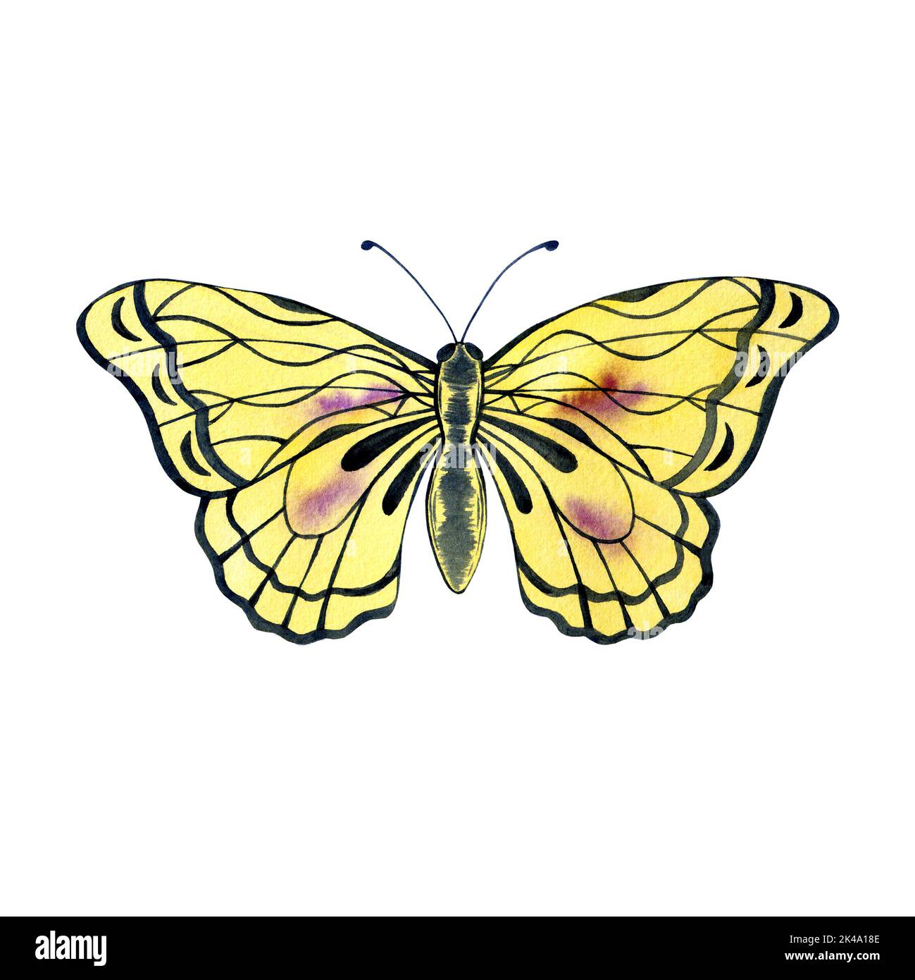 Farfalla acquerello isolata su bianco. Illustrazione disegnata a mano di insetto. Clipart farfalla. Foto Stock