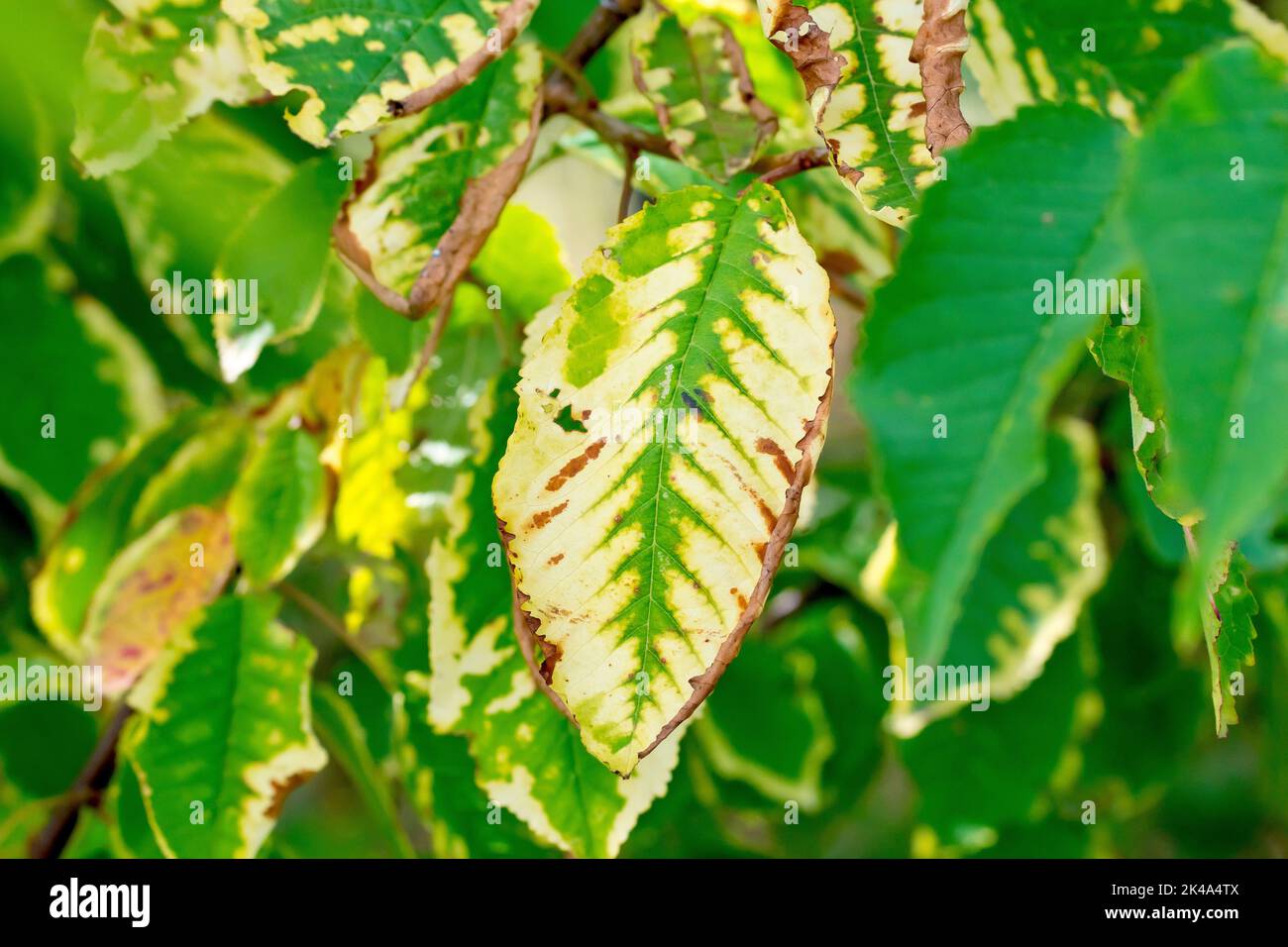 Ciliegio (prunus avium), primo piano di una foglia morente appesa all'albero tra le altre foglie più sane, forse a causa di una malattia o di un parassita. Foto Stock