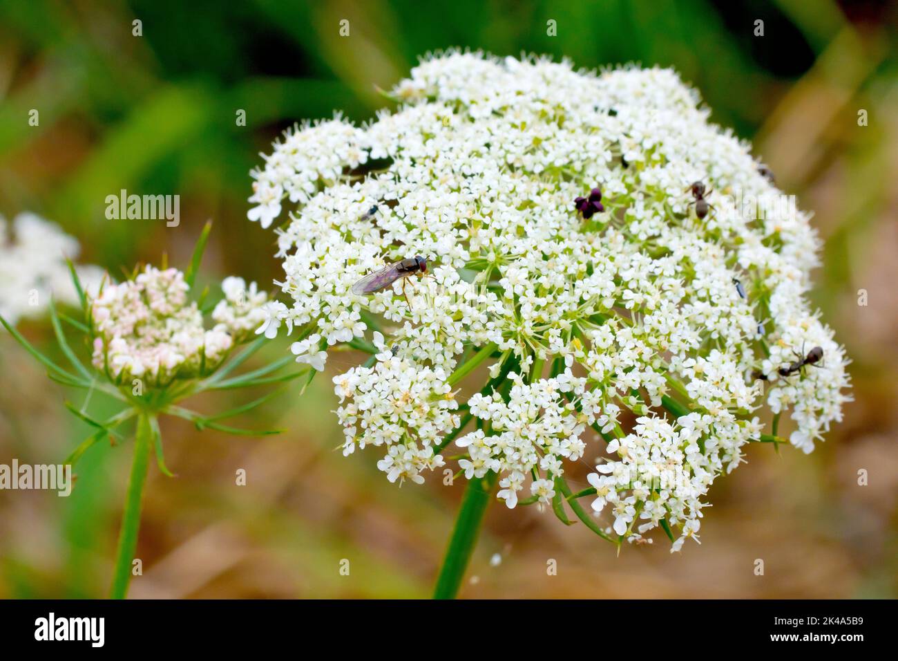 Carota selvatica (daucus carota), primo piano che mostra una testa di fiore in piena fioritura. Foto Stock