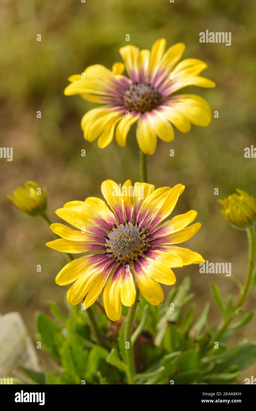 Due margherite africane gialle al sole primaverile Foto Stock