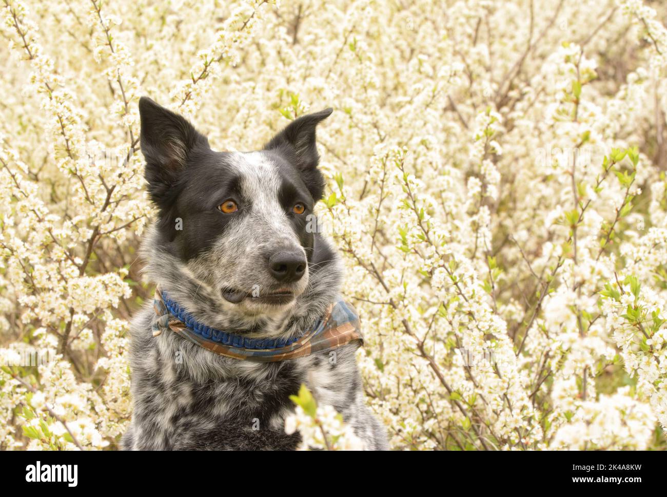 Texano Heeler in bianco e nero, a destra dello spettatore, con sfondo a fiori bianchi Foto Stock