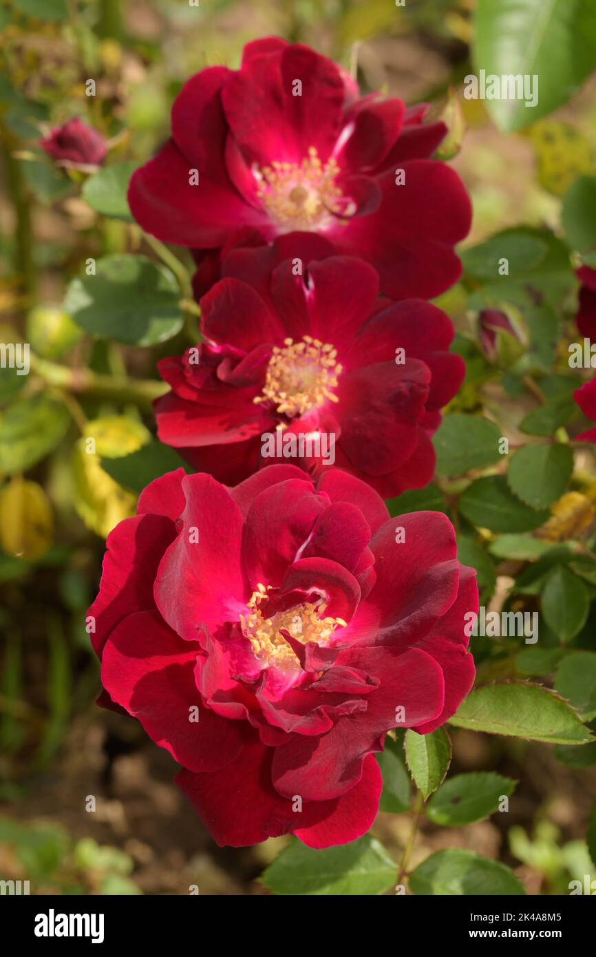 Rosso intenso, vellutato, rose rampicanti nel giardino primaverile Foto Stock