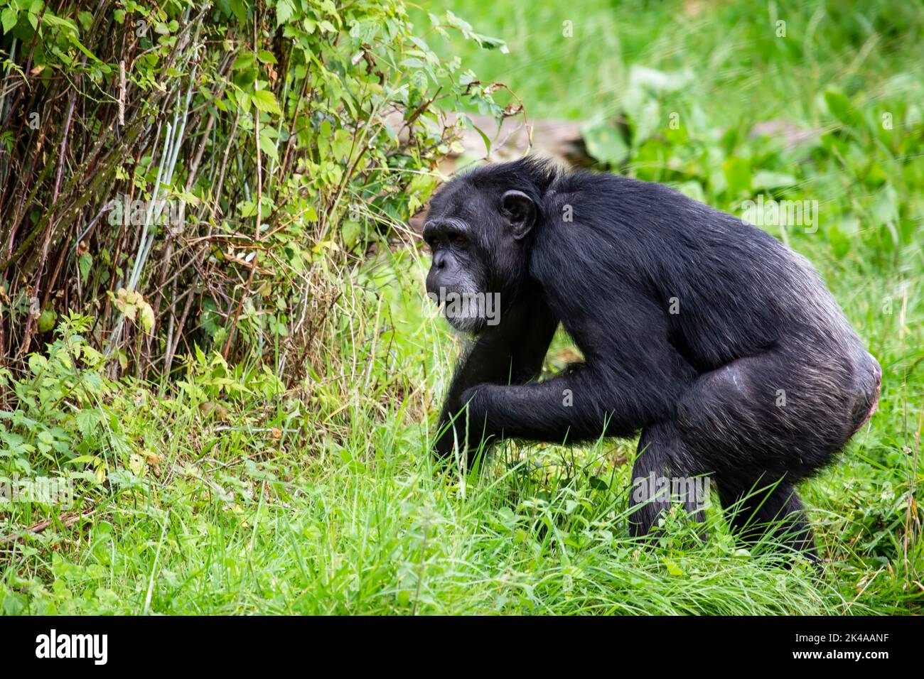 Singolo Chimpanzee Pan Troglodytes in profilo che si muove attraverso erba e sottobosco Foto Stock