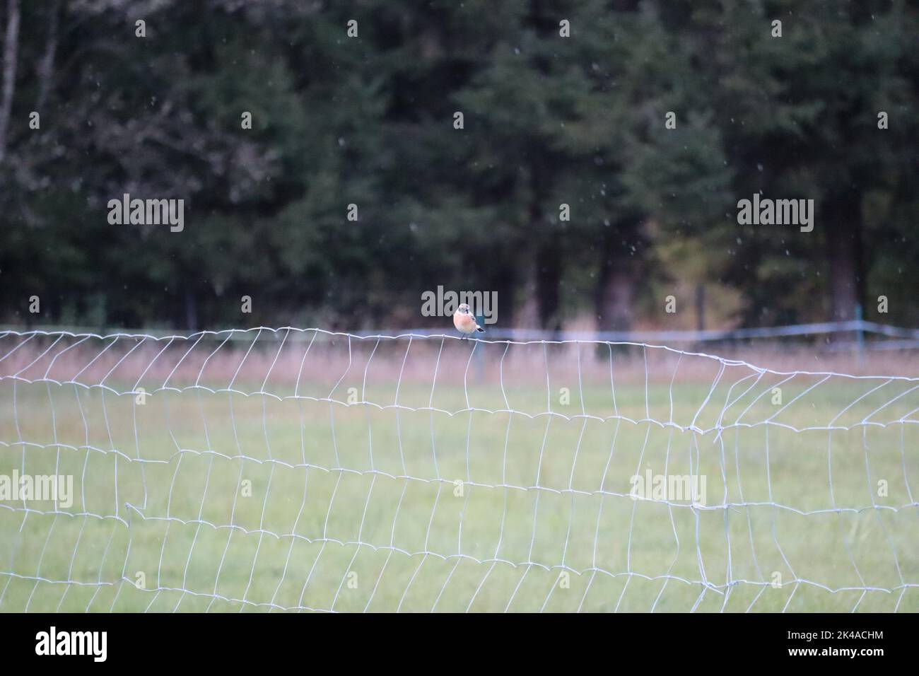 Wheatear siede su recinto pascolo Foto Stock