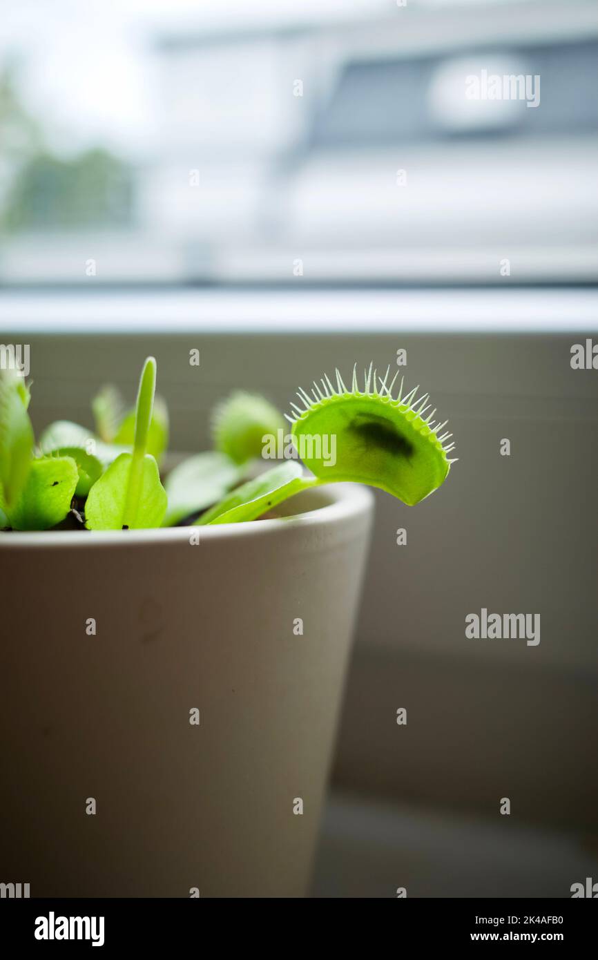 Dionaea muscipula ha catturato una mosca! È anche comunemente chiamato Venere Flytrap, Venere Fly Trap o VFT. Foto Stock