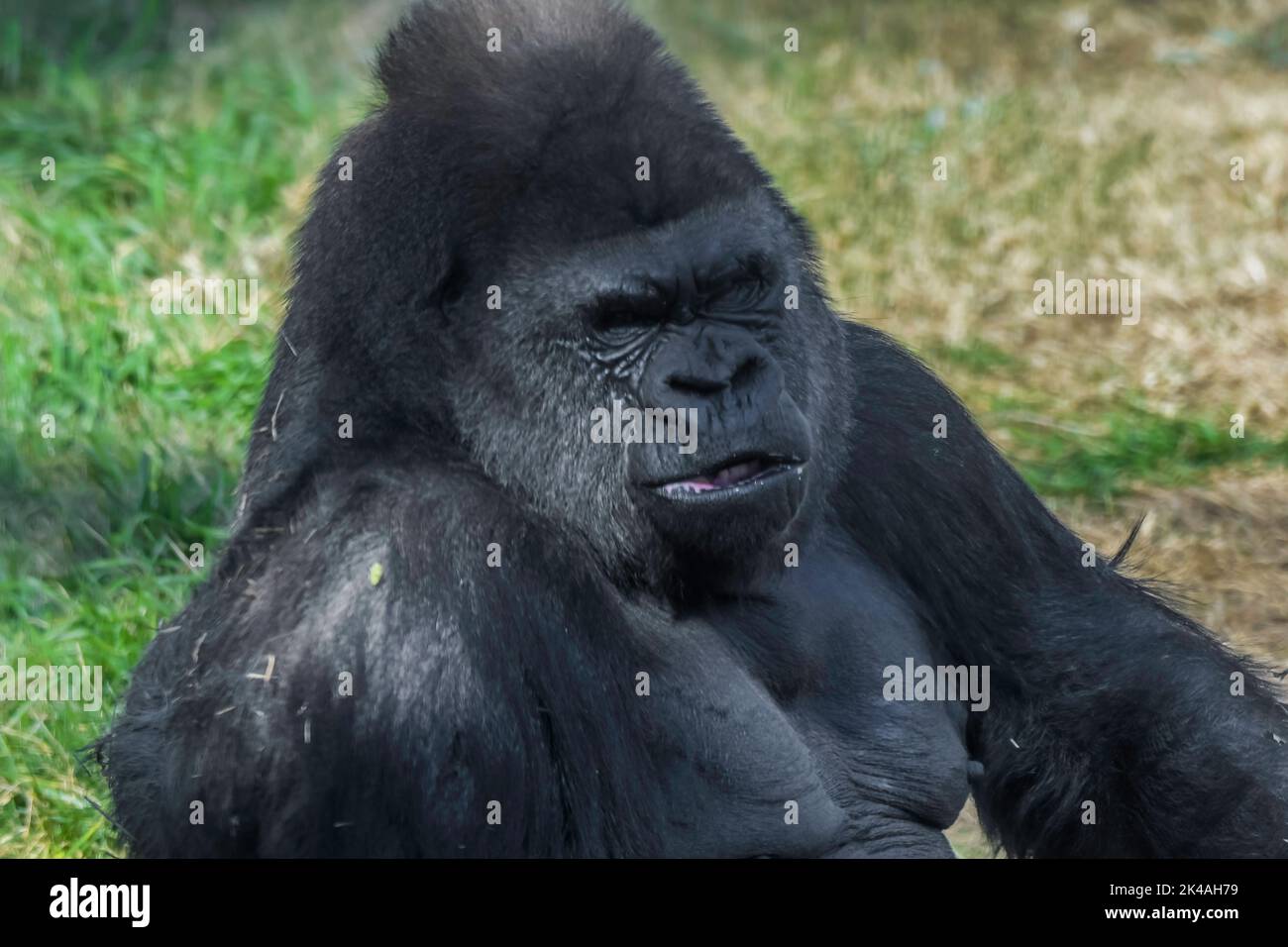 Gorilla di montagna argentata isolata in zoo Foto Stock