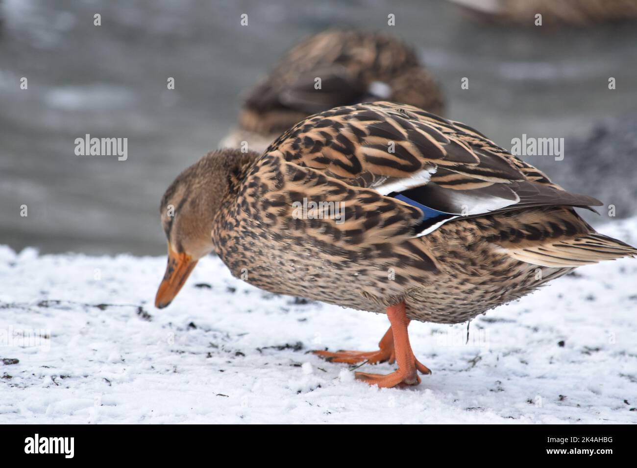 Duck, Kilkenny Castle Park, Kilkenny, Irlanda Foto Stock