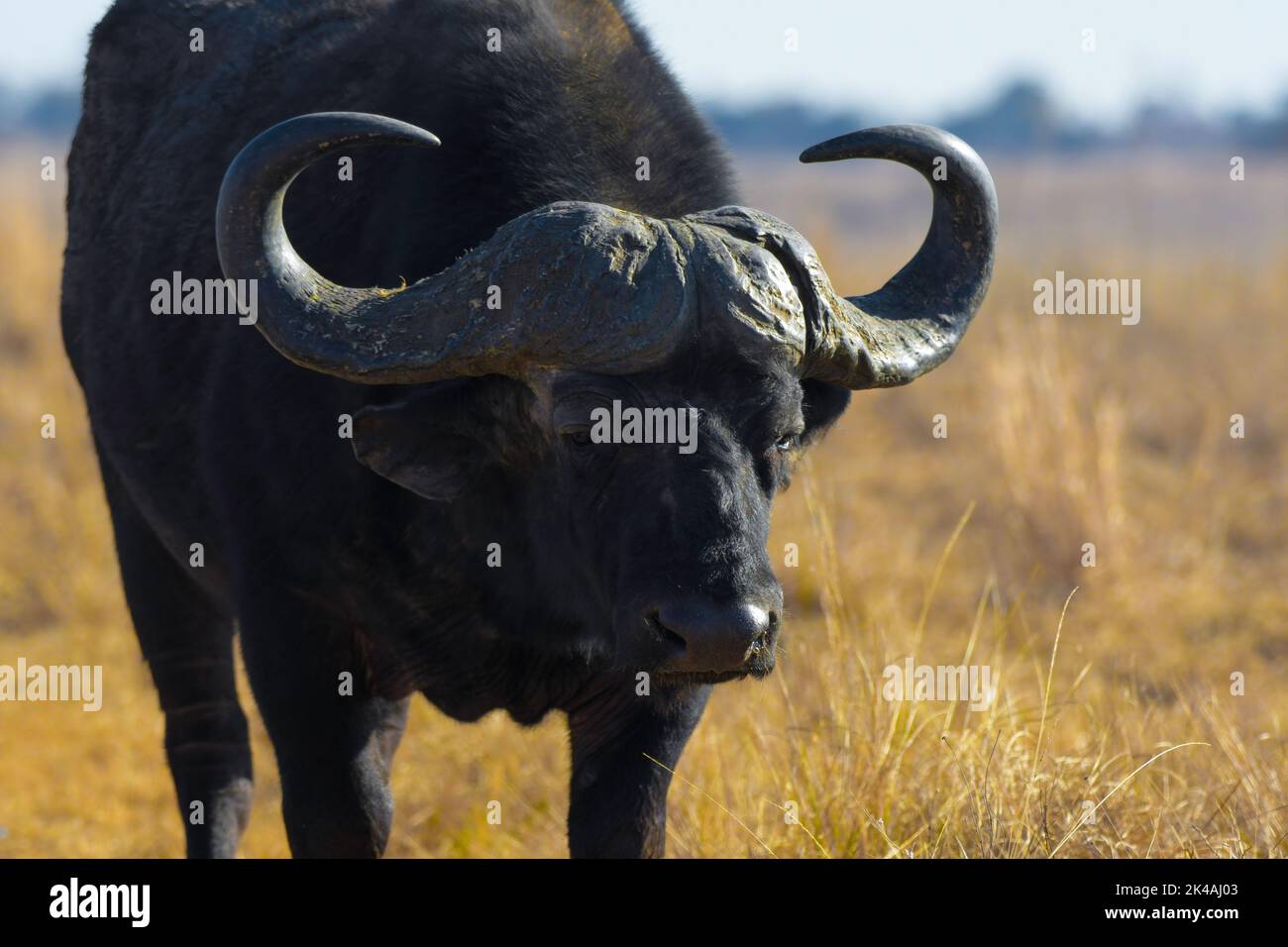 Ritratto africano di bufala con corna grandi nella riserva naturale di Rietvlei Foto Stock