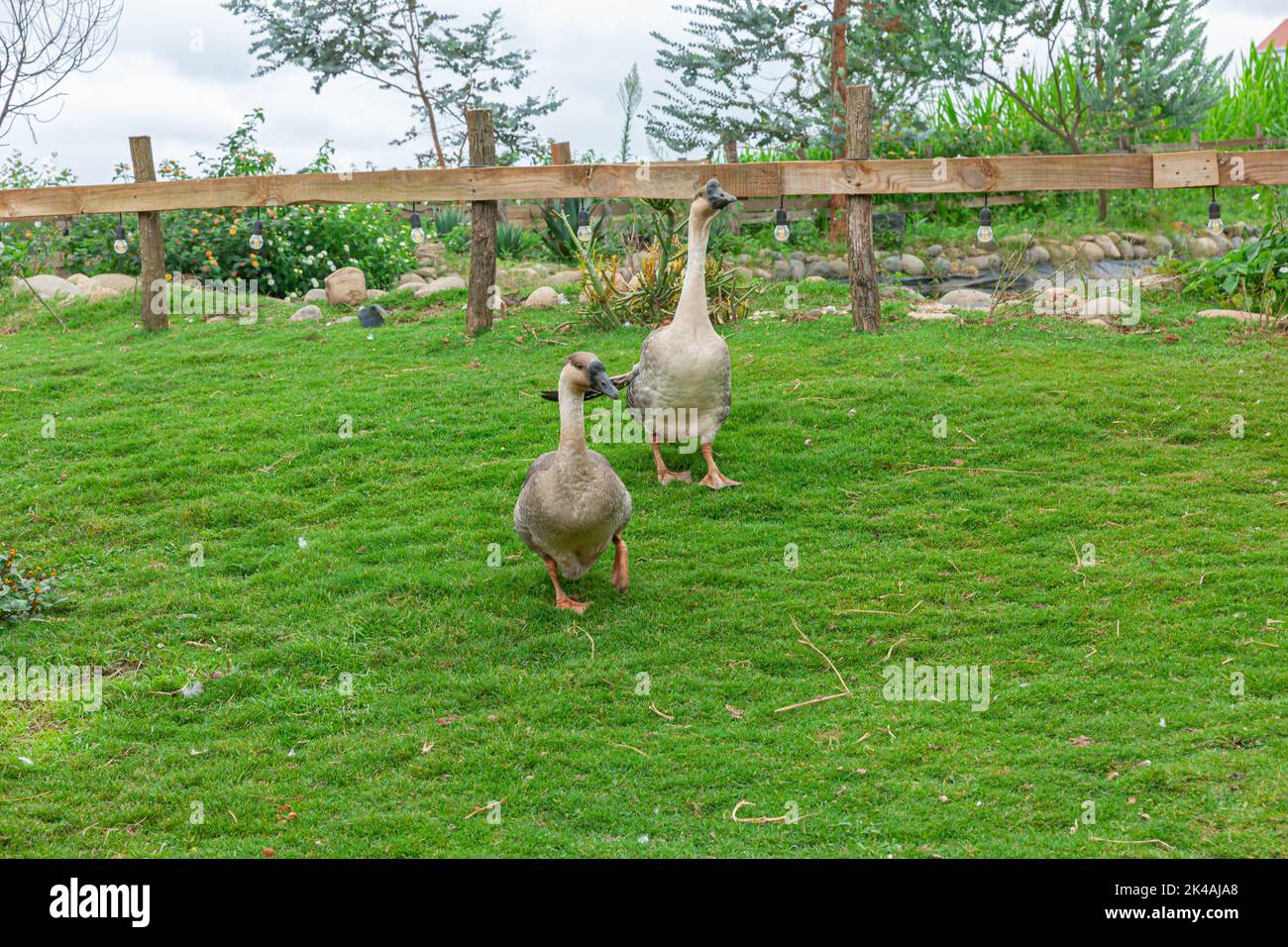 due mance grigio passeggiata sul prato verde in fattoria di campagna Foto Stock