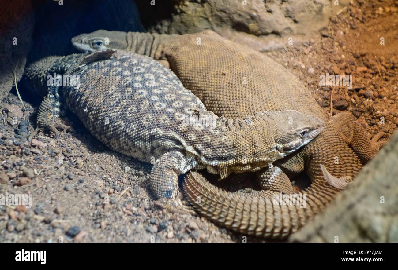 Monitor a coda di rondine, alias a coda di rondine, specie australiana di lucertola. Varanus acanthurus Foto Stock