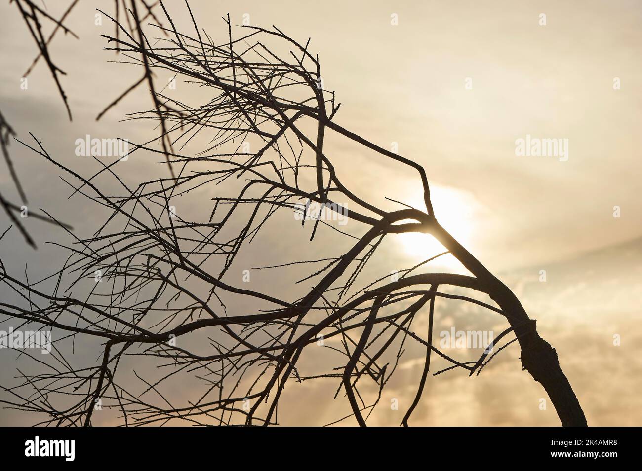 Albero provato di fronte al sole in una giornata rumorosa, delta ebro, Catalogna, Spagna Foto Stock