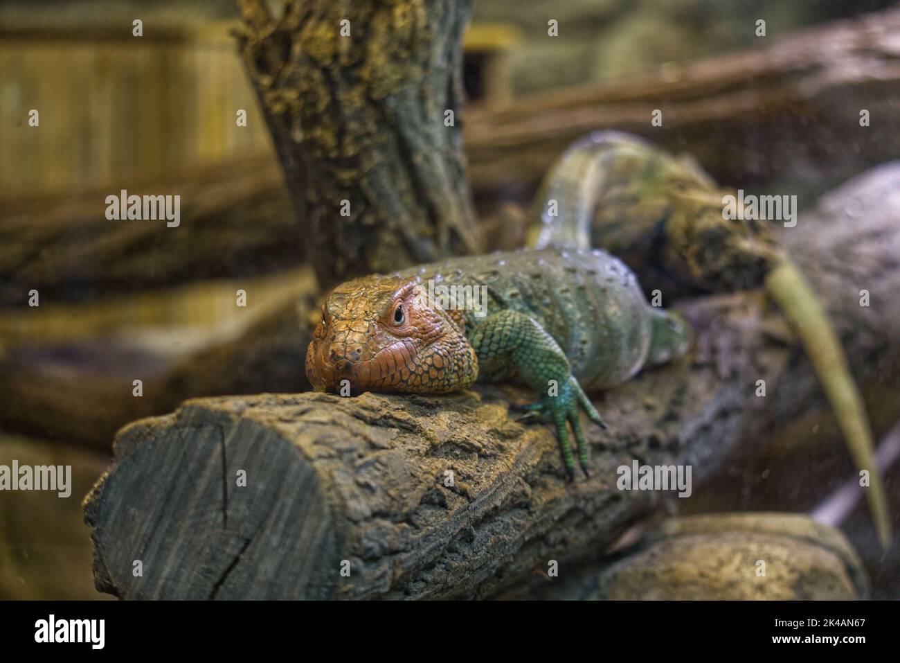 Lucertola di caiman settentrionale (Dracaena guianensis) che giace su un tronco d'albero Foto Stock