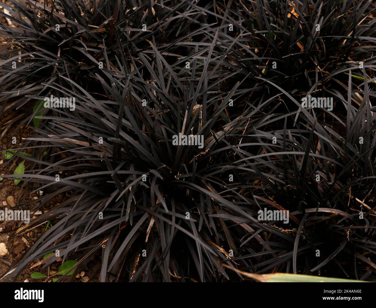 Primo piano dei sempreverdi ciuffi densi dell'erba ornamentale a bassa crescita Ophiopogon planiscapus Nigrescens o nero mondo Kokuryu. Foto Stock