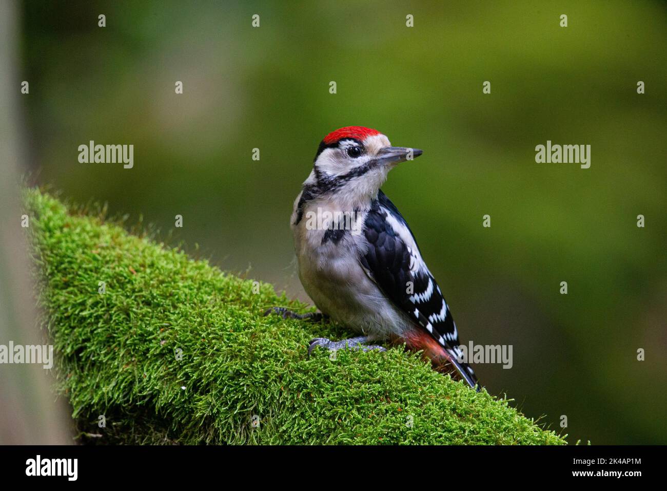 Grande picchio macchiato (Dendrocopus major) giovanile, Germania Foto Stock