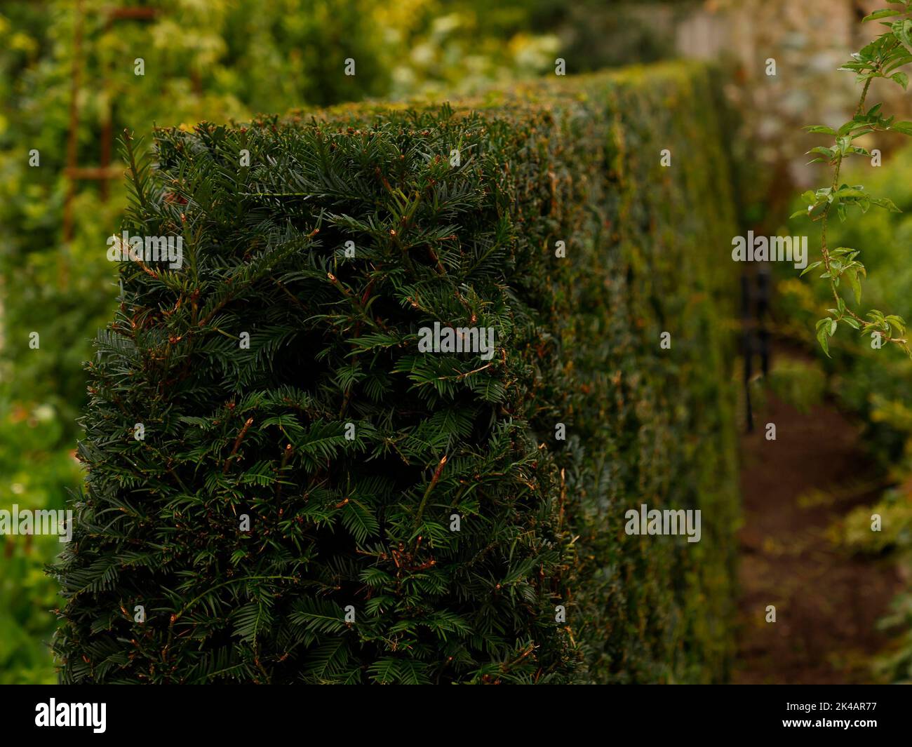 Primo piano di una siepe da giardino sempreverde e tagliata formale dell'albero di conifere Taxus baccata o Yew inglese, visto nel Regno Unito. Foto Stock