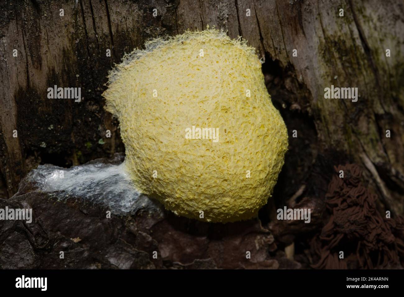 Fiore giallo marrone chiaro, burro di strega giallo corpo fruttato schiumoso sul tronco dell'albero accanto al comune tappo di filettatura Foto Stock