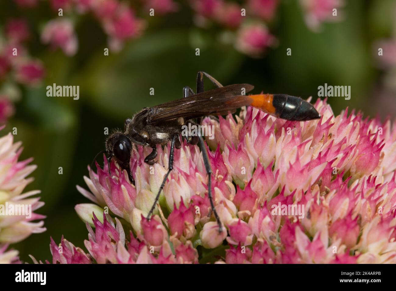Vespa di sabbia comune seduta su fiori rossi a sinistra guardando Foto Stock