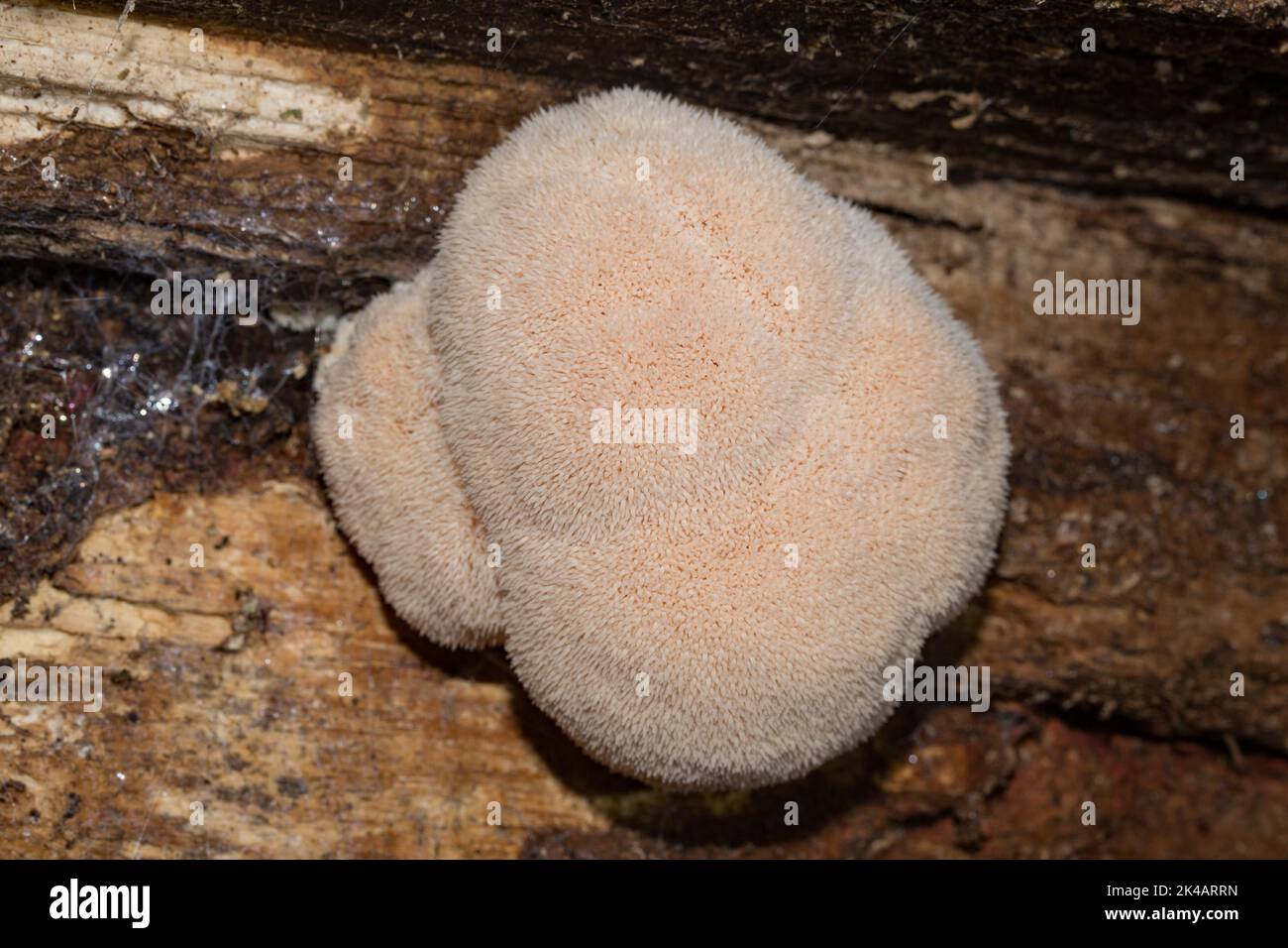 Riccio barba spinosa corpo fruttato biancastro-rossastro sul tronco dell'albero Foto Stock