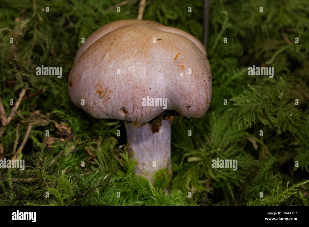 Corpo fruttato di capra con gambo viola chiaro e cappuccio viola chiaro in muschio verde Foto Stock