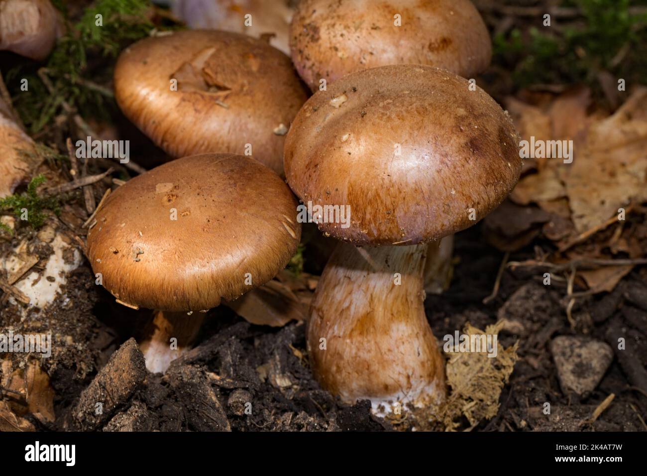 Polpette terrina quattro corpi fruttati con steli e tappi marrone chiaro Foto Stock