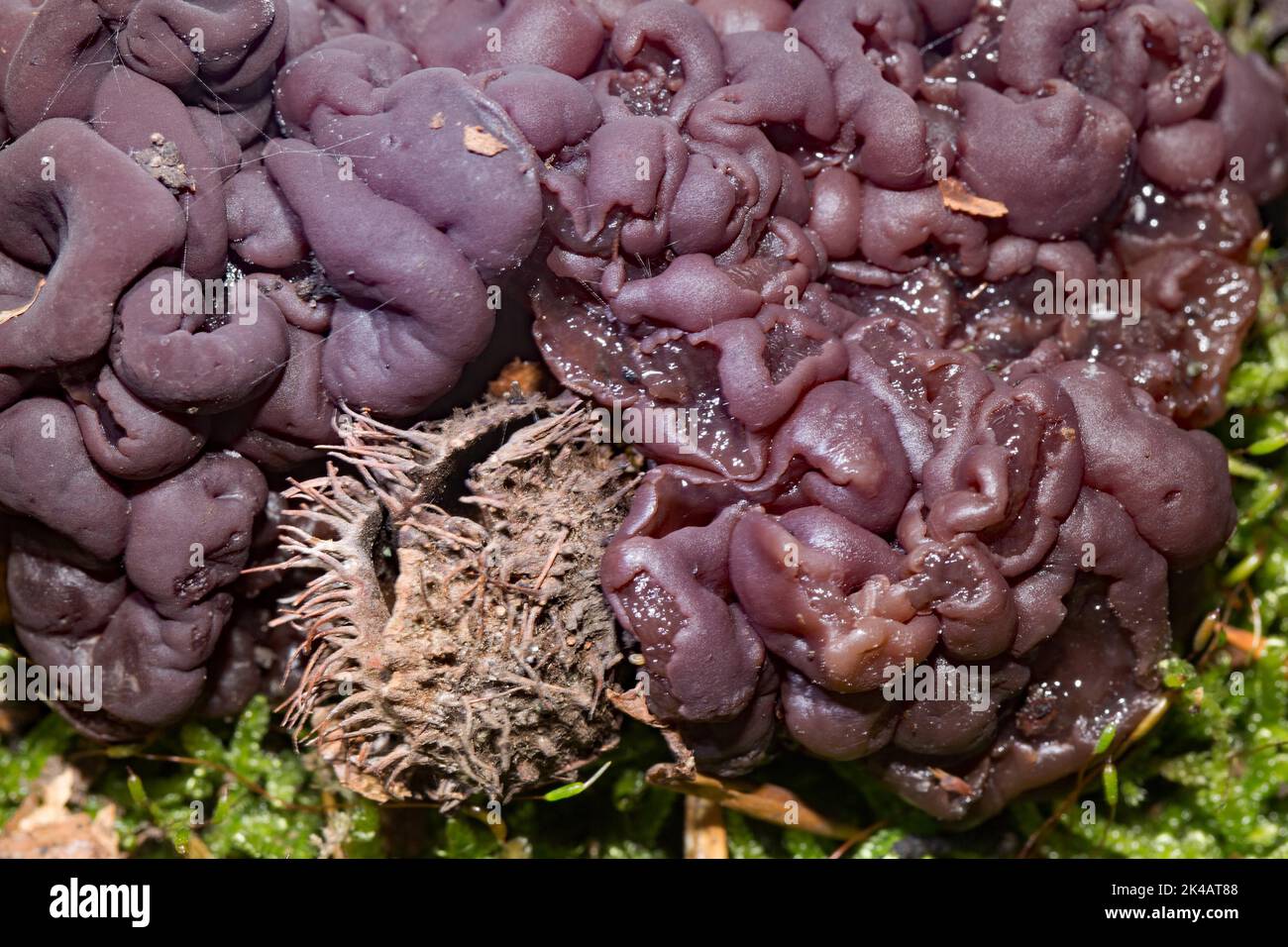 Faggio tubolare tremante diversi corpi purple-come il cervello-fruttando Foto Stock