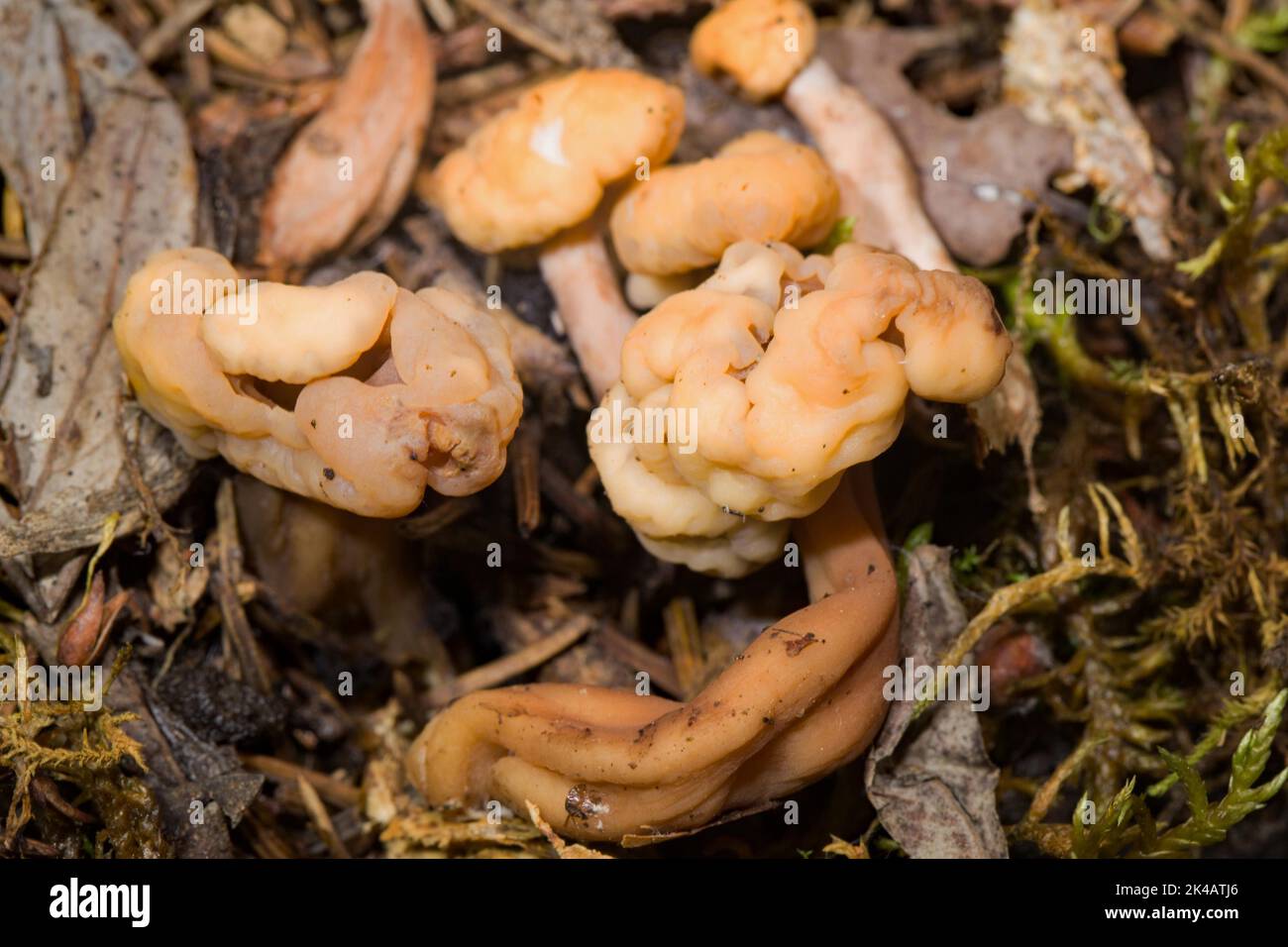 Helm-Kreisling alcuni corpi fruttiferi con steli brunastri e tappi cartilaginei marroni nella lettiera ad ago Foto Stock