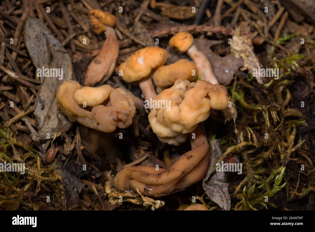 Helm-Kreisling alcuni corpi fruttiferi con steli brunastri e tappi cartilaginei marroni nella lettiera ad ago Foto Stock